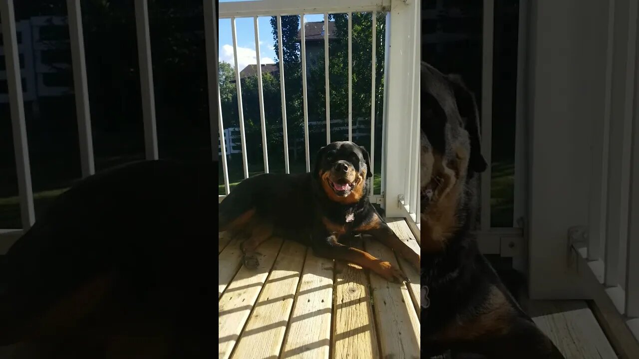 My Rottweiler Loves Rock & Roll 😂🤣 #rottweiler #shorts