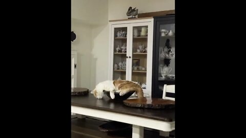 Cat Fell Asleep