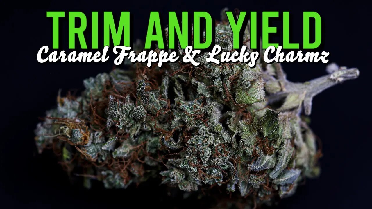 Lucky Charmz & Caramel Frappe Dry Yields!!