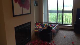 Dog loves homemade ball pit, cat not impressed