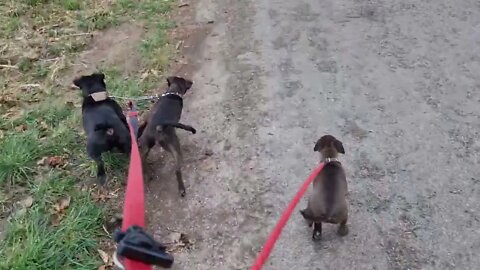 What a hunter gains by adding Terrier or even Bull&Terrier to their Hunting Hounds?