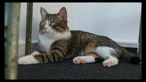 Cat Photography