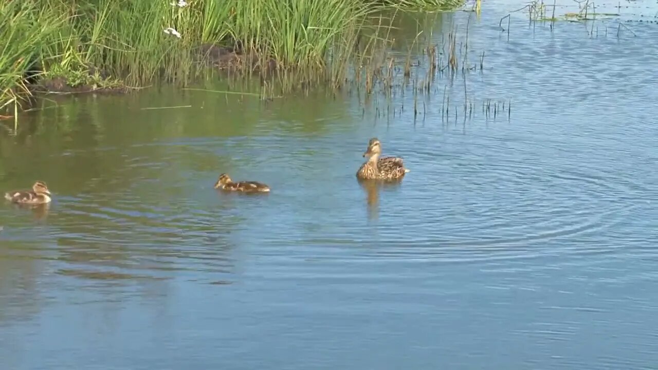 Ducklings Swimming and Diving Near Edge of Water