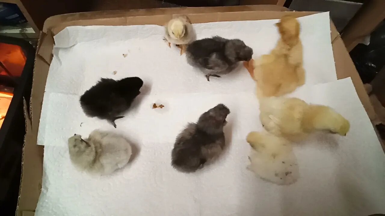 Silkie chicks and a duckling 12th August 2021