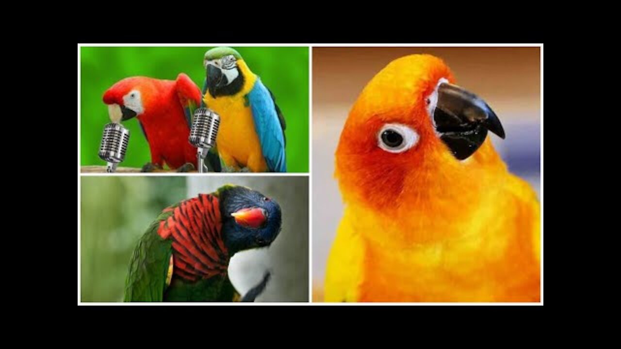 Funny Parrots || Funny Parrots || Funny Parrots || Funny birds compilation of videos