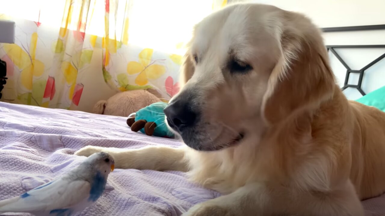 Golden Retriever Dog Plays with Budgie for the First Time