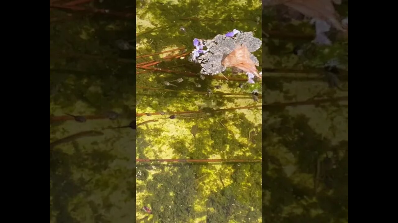 Melon’s Tadpoles #short #redfoottortoise #tadpoles #tortoisepond