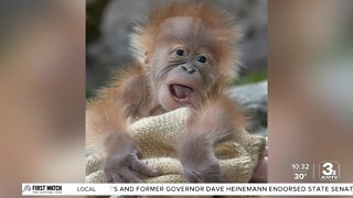 Take Time To Smile: Baby orangutan 'Kaja' born at San Diego Zoo