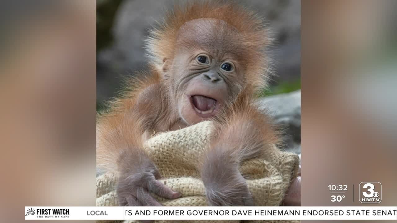 Take Time To Smile: Baby orangutan 'Kaja' born at San Diego Zoo