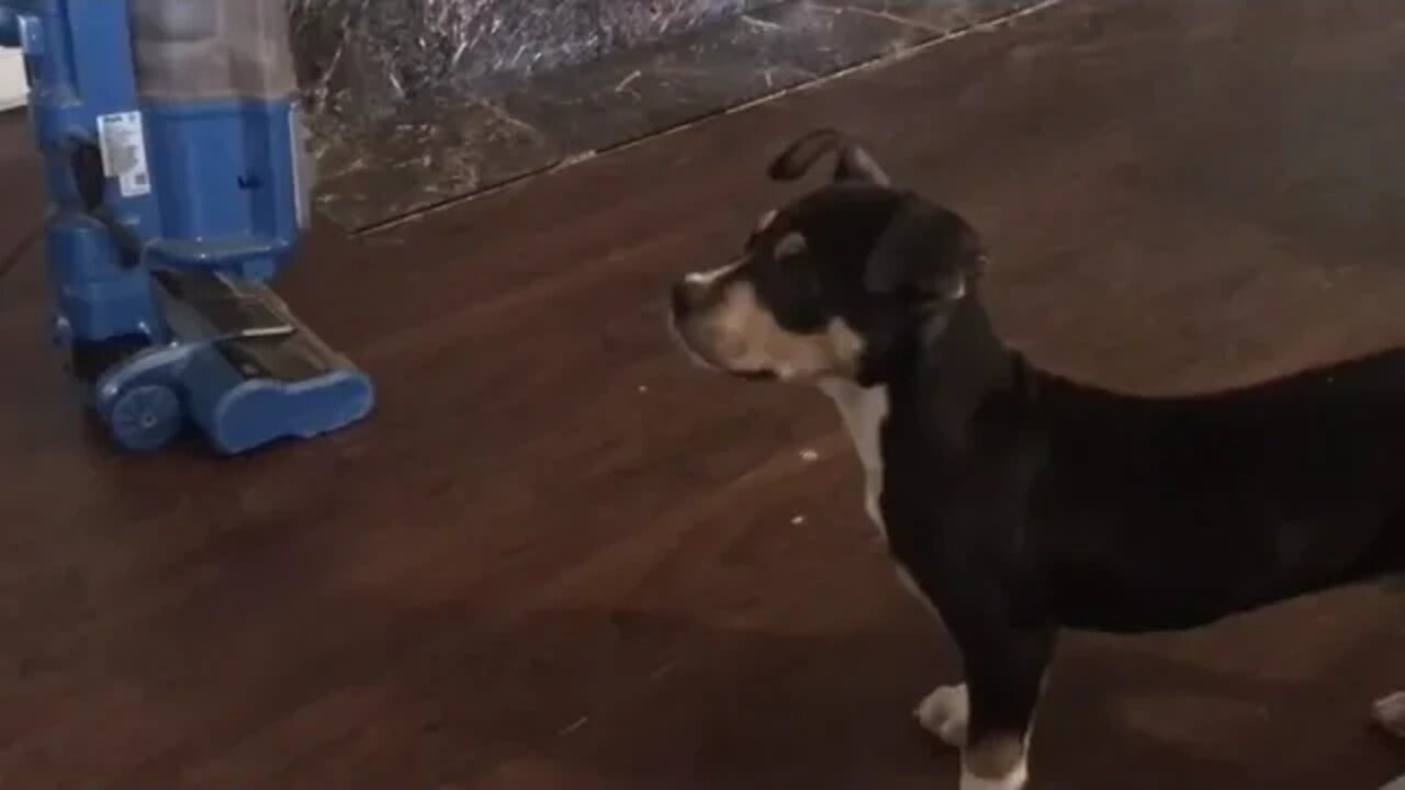 Training a Puppy NOT to be afraid of the Vacuum (starring Libby!)