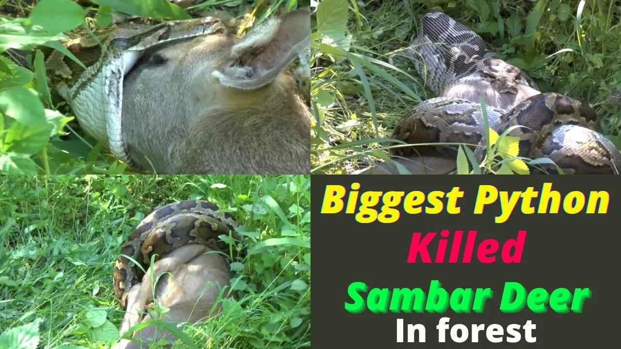 Dangerous Biggest Python Killed a Sambar Deer ||2022|| @8K VIDEOS ULTRA HD