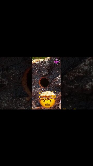 🔎👀 WHO DUNNIT? 🤯 Mystery Orchid Mount Destruction Solved! #ninjaorchids