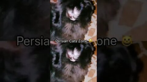 Persian Cats Zone 😺#eidmubarak2022 #cats #persiancats #funnycats #cutecat #shorts 😺 #youtubeshorts