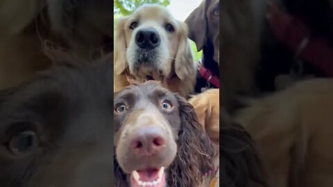 All Dog Breeds In One Frame. Friday Feeling
