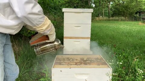 Flipping out bees