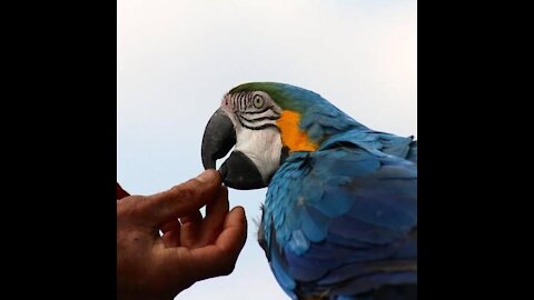 parrot videos - parrots dancing - a funny parrot videos compilation