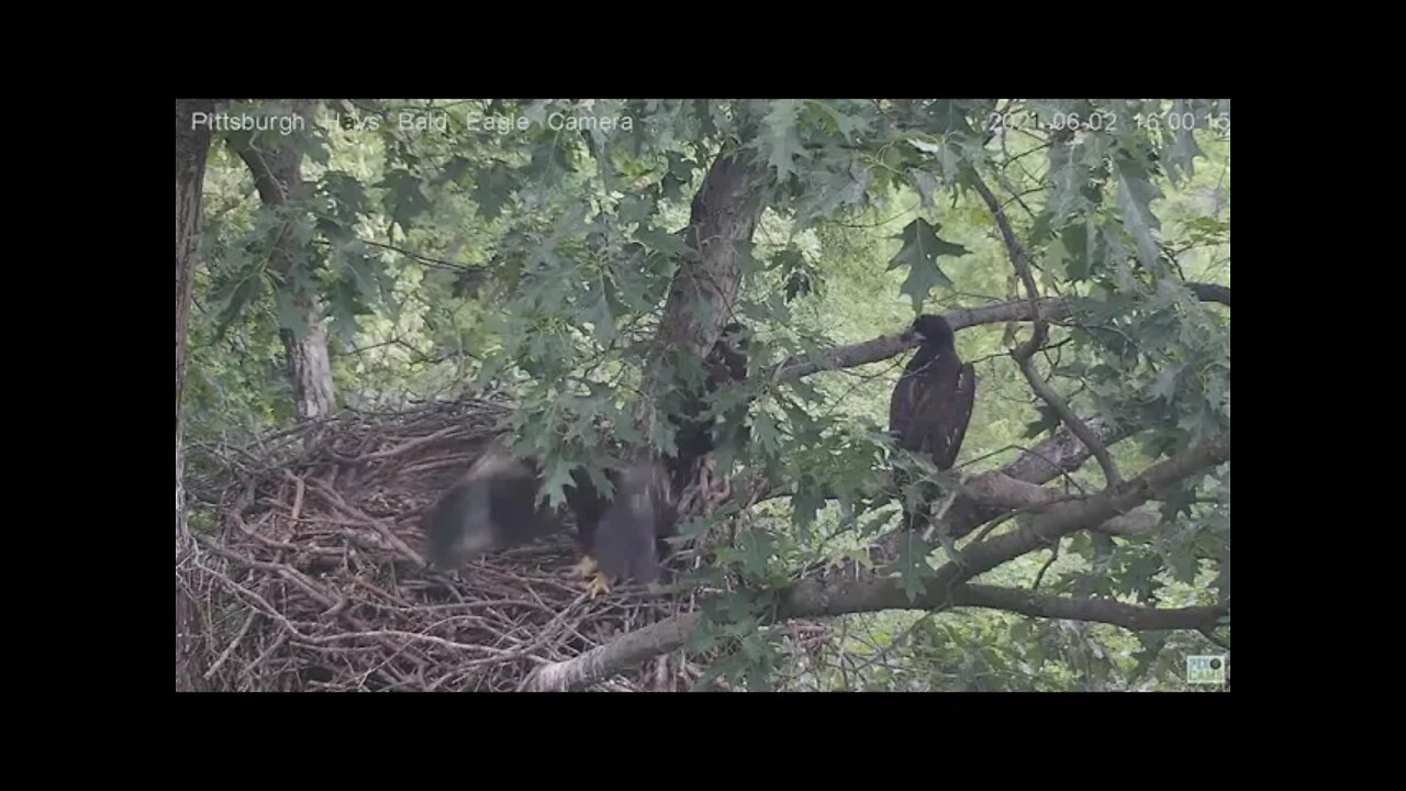 Hays Juvenile H14 around the back door and fleaps around the rails 2021 06 02 16:00