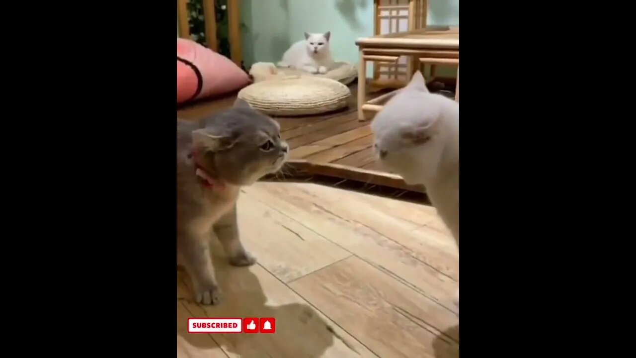 funny cat videos cute cat videos cute animals funny cats #shorts #shortsfunny #cutecat #funnycat