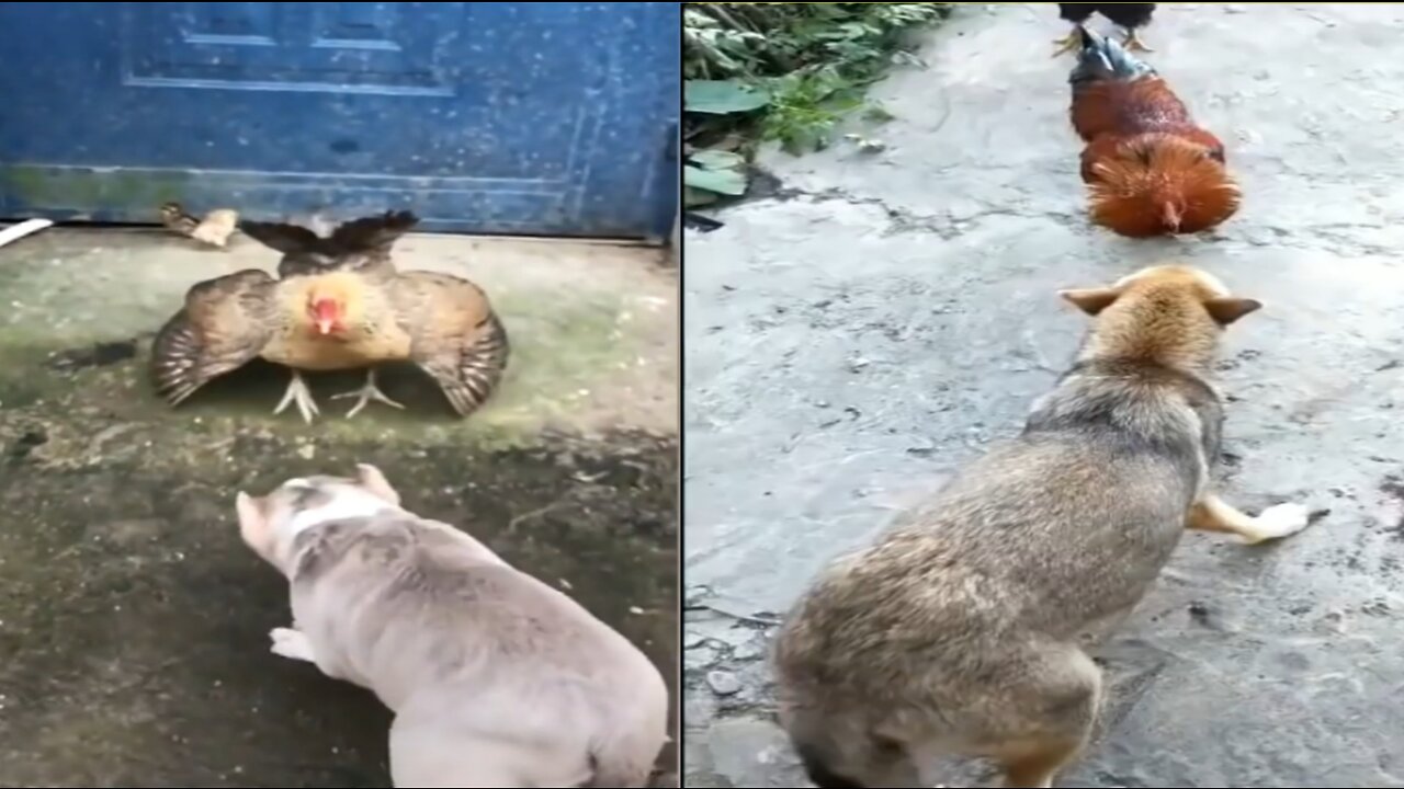 Cock chiken and dog fight