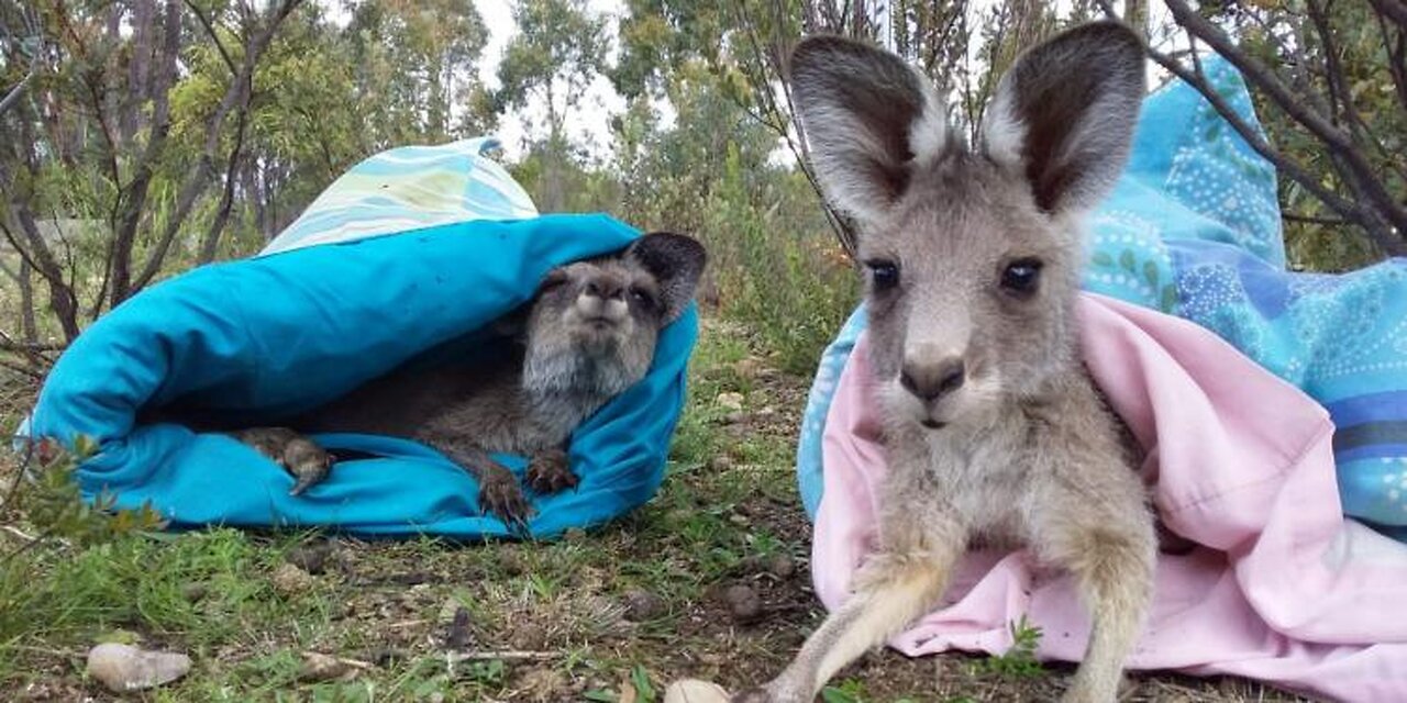 Baby kangaroo loves her pouch!