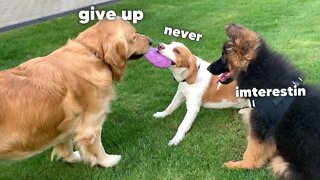 Golden Retriever Doesn't Want to Share His Toy with Puppy Friends!