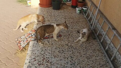 Two Cats Arguing for Cat Husband and he is watching them