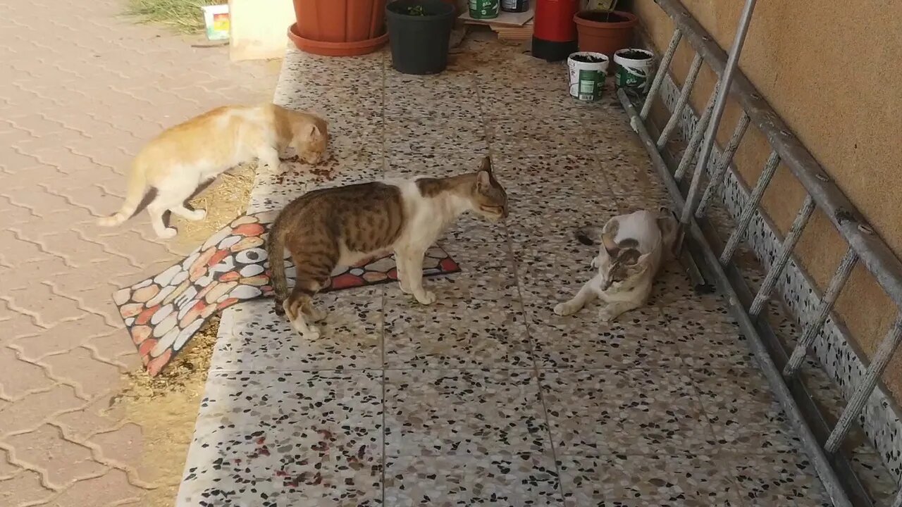 Two Cats Arguing for Cat Husband and he is watching them