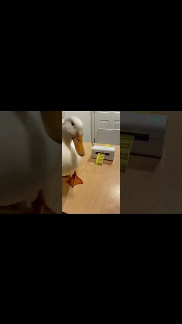 #shorts #2022 funny,prank,funjokes,dad jokes,funny memes,funny video,fun,laughing,funny animal,knock