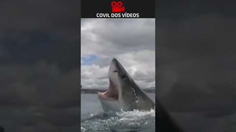 tubarão tentando morder o barco 😱😱😱