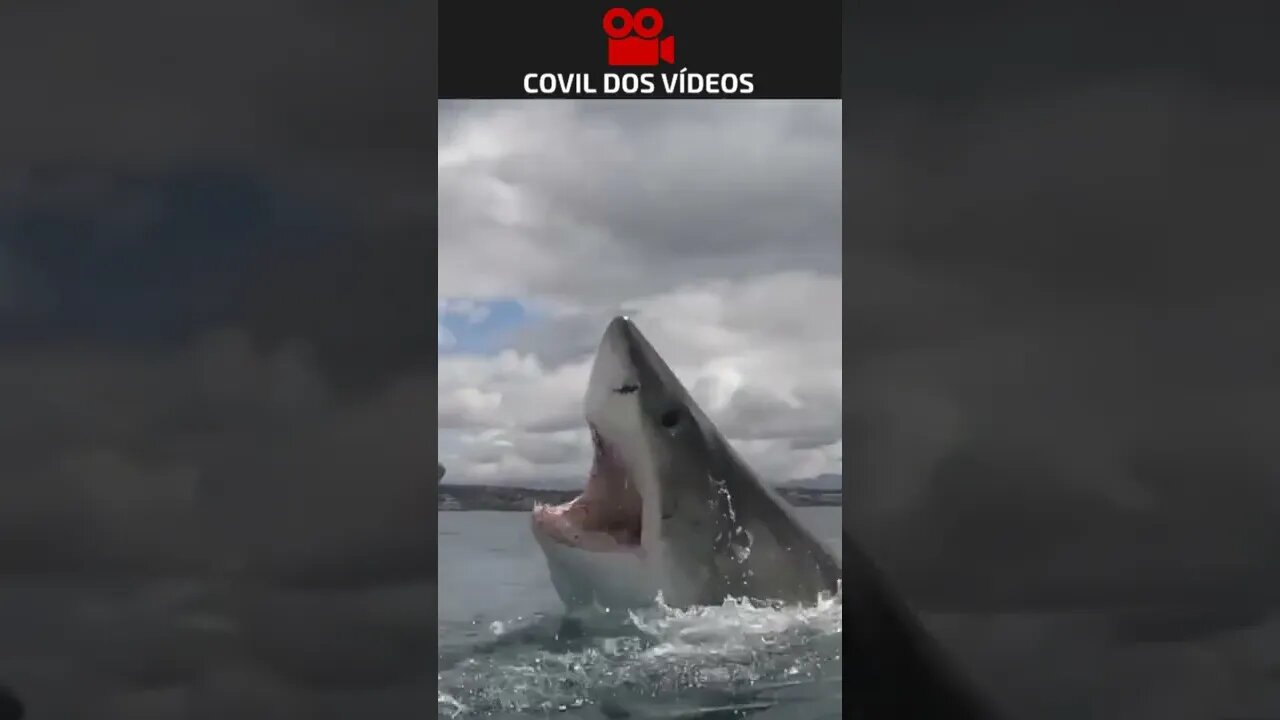 tubarão tentando morder o barco 😱😱😱