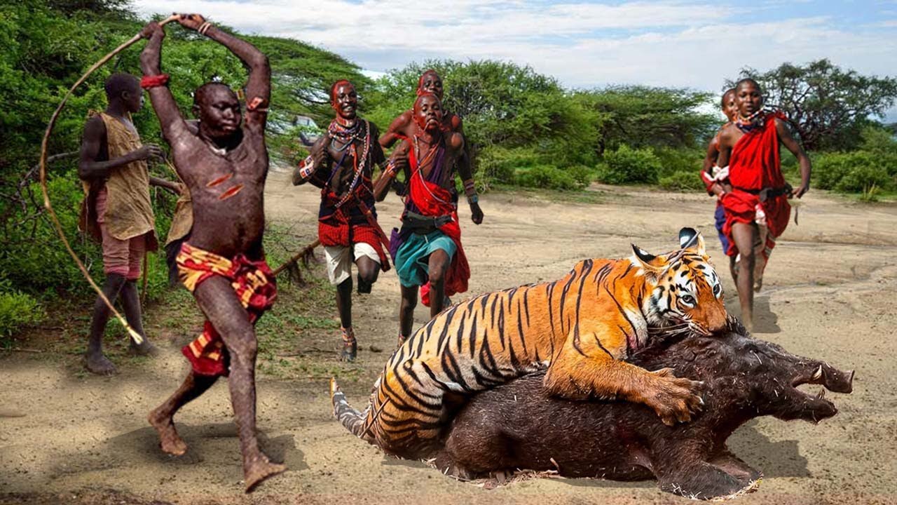 Painful Punishment! Brave Maasai People Chase Away Fierce Tigers To Protect Rare Wild Boar