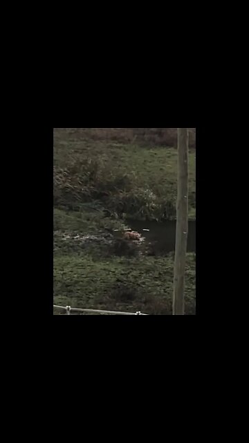 Dog stands in creek to drink in winter