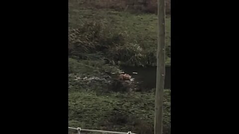 Dog stands in creek to drink in winter