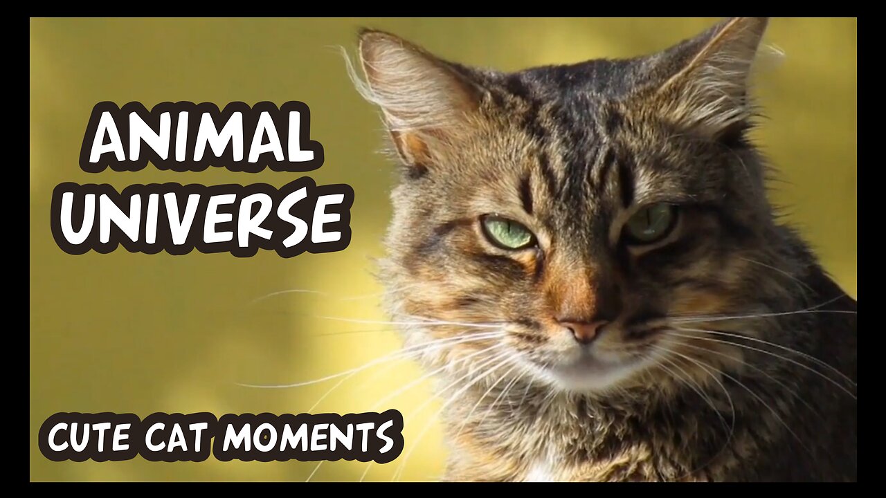 Animal universe - Random funny cat moments viral 2022