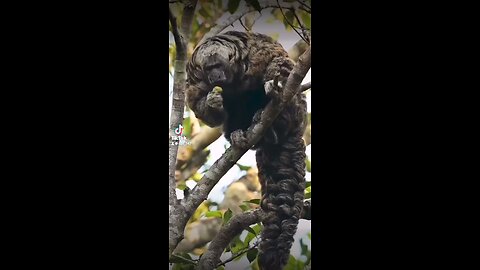 Meet Tapajós Saki Monkey