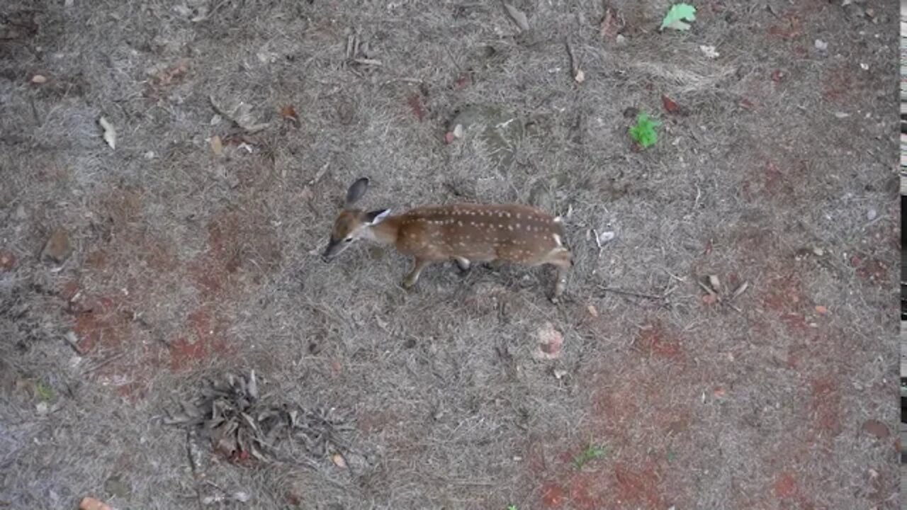 Big Canoe Deer #4 - 09/13/20