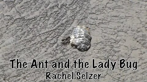 The Ant and the Lady Bug