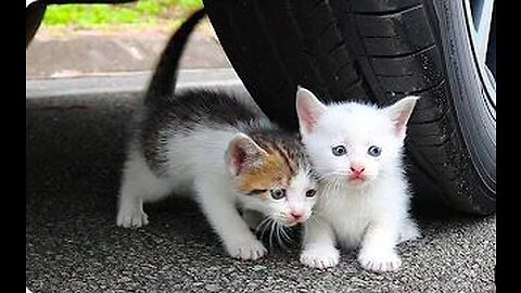 Experiment car vs baby cats/kitten , car vs toys, crushing crunchy and soft things by car vs kitty