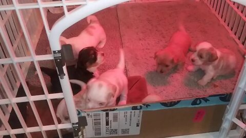 E Litter - 3 1/2 weeks old(2)