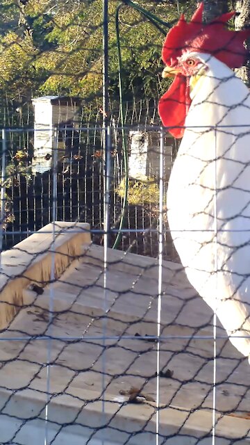 The Leghorn Rooster Crows