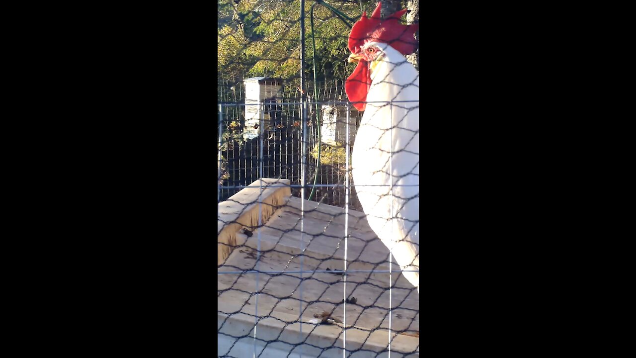 The Leghorn Rooster Crows