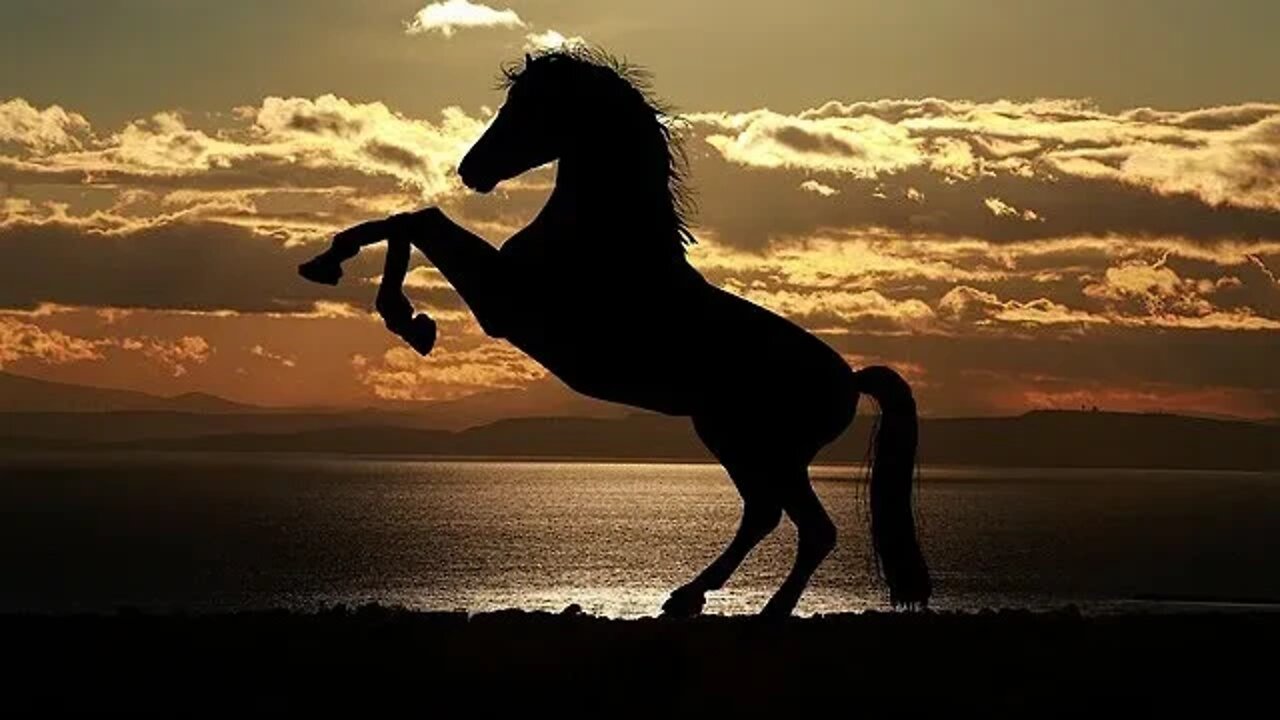 Beautiful Relaxing Piano Music | @Relax Body and Soul | Horses