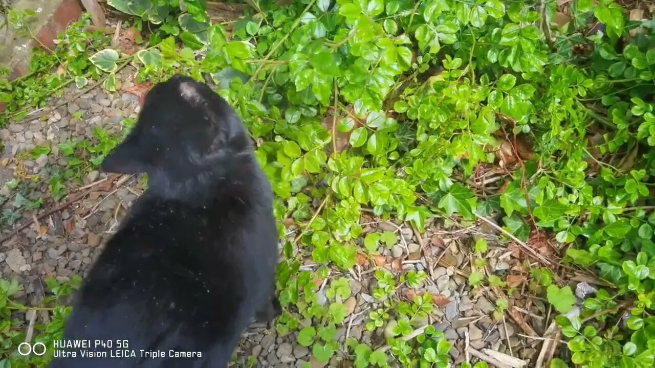 missing cat happy to be found. instantly regrets it.