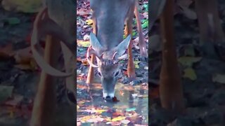 Can they get sick from this? #shorts #deer #deerhunting