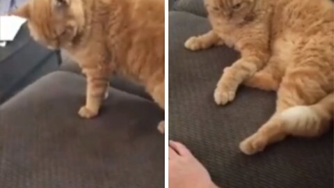 Cat staring a hand & trying to scare it.