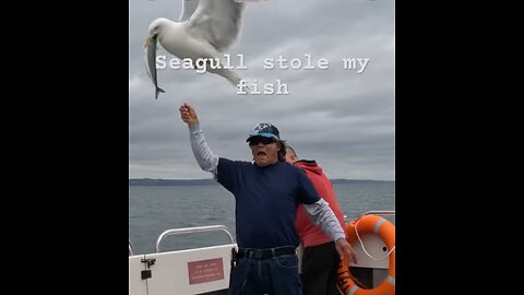 Seagull stole my fish! #fishingholiday #mackerel #fishingtrip #Wales