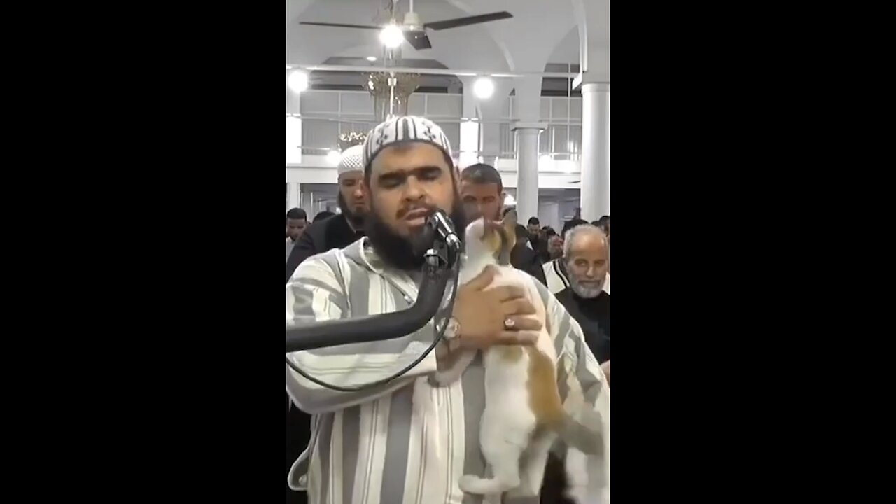 Cat beautiful video