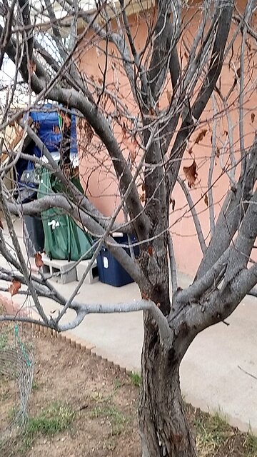 Bugs killed my Cherry Tree