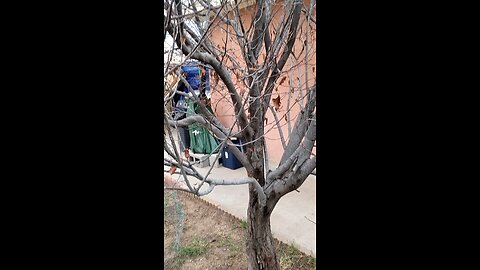 Bugs killed my Cherry Tree