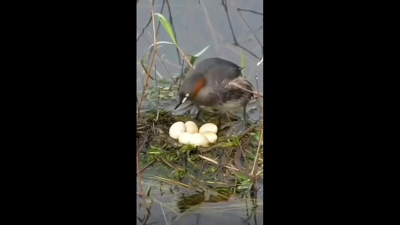 happy family #protecting animals #loving nature #motherlove
